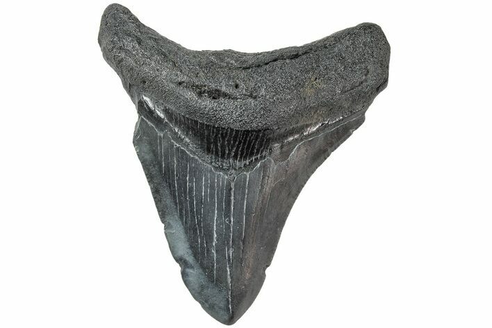 Fossil Megalodon Tooth - South Carolina #234516